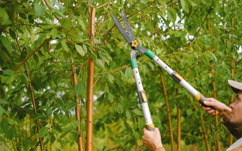 Tree trimming in Gouverneur, NY